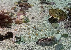 Plaice.
Pascal's Bay, Omey Island, Connemara.
D200, 20mm. by Mark Thomas 